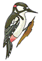Woodpecker left
