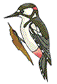 Woodpecker right